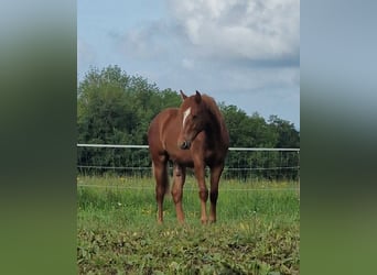 Mustang (american), Stallion, 1 year, 14.3 hh, Chestnut