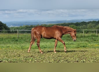 Mustang (american), Stallion, 1 year, 14.3 hh, Chestnut