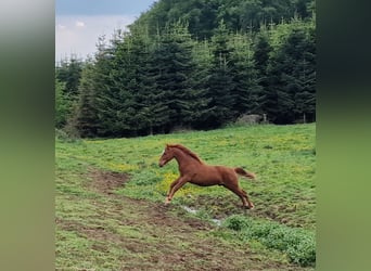 Mustang (american), Stallion, 1 year, 14.3 hh, Chestnut