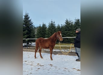 Mustang (american), Stallion, 1 year, 14,3 hh, Chestnut