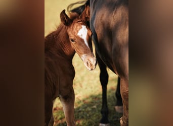 Mustang (american), Stallion, 1 year, 14,3 hh, Chestnut