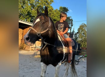 Mustang (american), Stallion, 1 year, 15,1 hh