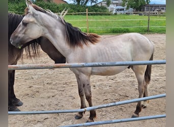 Mustang (american), Stallion, 1 year, Grullo