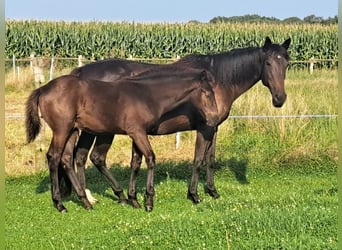 Mustang (american) Mix, Stallion, 2 years, 15,2 hh, Black