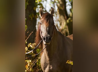 Mustang (american) Mix, Stallion, 2 years, 15,2 hh, Black