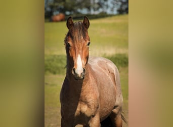 Mustang (american), Stallion, 3 years, 14.2 hh, Roan-Bay