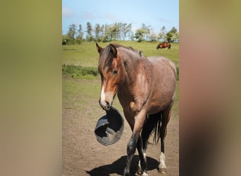 Mustang (american), Stallion, 3 years, 14.2 hh, Roan-Bay