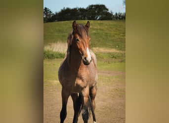 Mustang (american), Stallion, 3 years, 14.2 hh, Roan-Bay