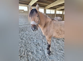 Mustang (american), Stallion, 3 years, 15.2 hh, Brown-Light