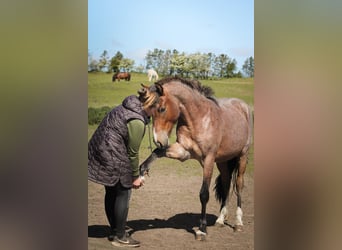Mustang (american), Stallion, 3 years, 15.2 hh, Roan-Bay