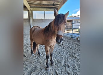 Mustang (american), Stallion, 3 years, 15,2 hh, Brown-Light
