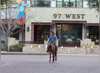 Mustang (american), Stallion, 6 years, 14 hh, Dun