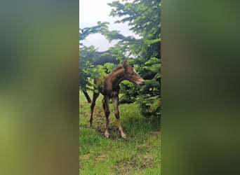 Mustang (american), Stallion, , 14,3 hh, Chestnut