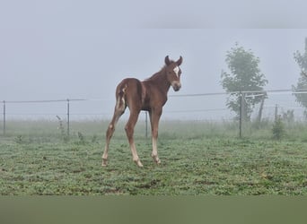 Mustang (american), Stallion, , 14,3 hh, Chestnut