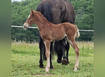 Mustang (american), Stallion, , 14,3 hh, Chestnut