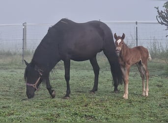 Mustang (american), Stallion, , 14,3 hh, Chestnut