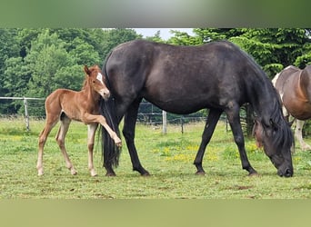 Mustang (american), Stallion, , 14,3 hh, Chestnut