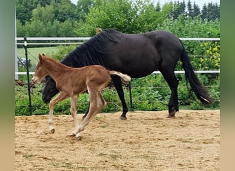Mustang (american), Stallion, , 14,3 hh, Chestnut