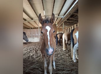 Mustang (american), Stallion, Foal (05/2025), 14,3 hh
