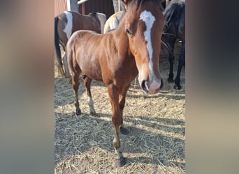 Mustang (american), Stallion, Foal (05/2025), 14,3 hh