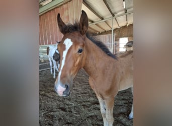 Mustang (american), Stallion, Foal (05/2025), 14,3 hh