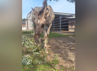 Mustang (american), Stallion, Foal (06/2025), Grullo
