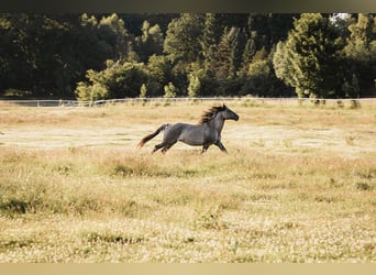 Mustang (american), Stallion, 9 years, 15 hh, Grullo