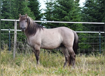 Mustang (american), Stallion, 9 years, 15 hh, Grullo