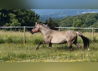 Mustang (american), Stallion, 8 years, 15 hh, Grullo