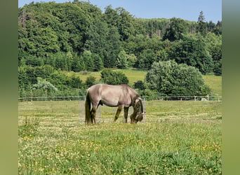 Mustang (american), Stallion, 8 years, 15 hh, Grullo
