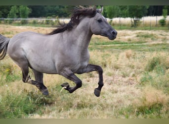 Mustang (american), Stallion, 9 years, 15 hh, Grullo