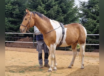 Mustang (american), Stallion, 4 years, 15 hh, Tobiano-all-colors
