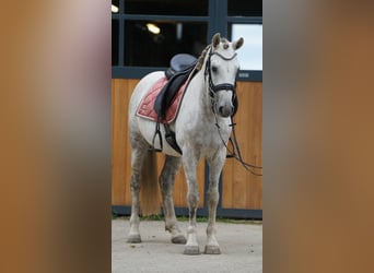 Mustang (americano), Castrone, 10 Anni, 145 cm, Grigio