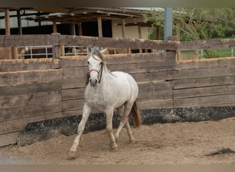 Mustang (americano), Castrone, 10 Anni, 145 cm, Grigio