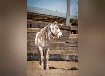 Mustang (americano), Castrone, 10 Anni, 145 cm, Grigio