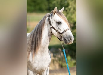 Mustang (americano), Castrone, 10 Anni, 145 cm, Grigio
