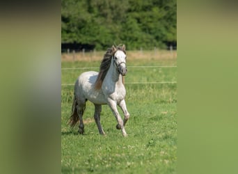 Mustang (americano), Castrone, 10 Anni, 145 cm, Grigio