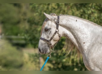 Mustang (americano), Castrone, 10 Anni, 145 cm, Grigio