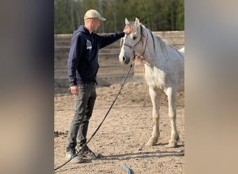 Mustang (americano), Castrone, 10 Anni, 145 cm, Grigio