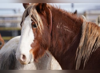 Mustang (americano), Castrone, 10 Anni, 146 cm, Sauro