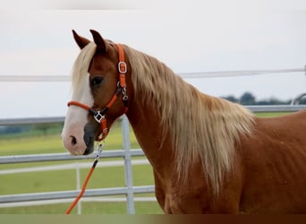 Mustang (americano), Castrone, 10 Anni, 146 cm, Sauro
