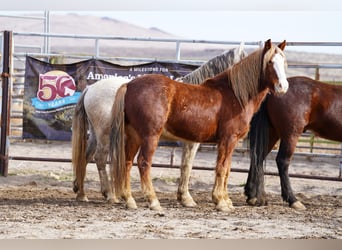 Mustang (americano), Castrone, 10 Anni, 146 cm, Sauro