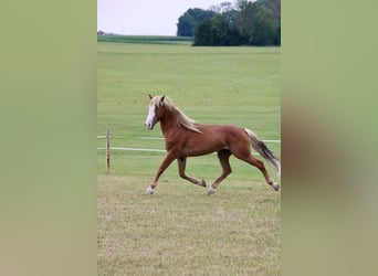 Mustang (americano), Castrone, 10 Anni, 146 cm, Sauro