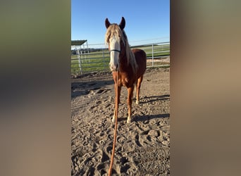 Mustang (americano), Castrone, 10 Anni, 146 cm, Sauro