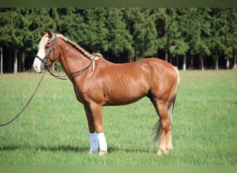 Mustang (americano), Castrone, 10 Anni, 146 cm, Sauro