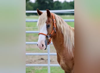 Mustang (americano), Castrone, 10 Anni, 146 cm, Sauro