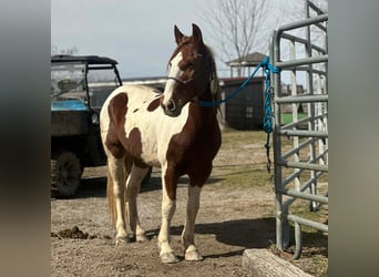 Mustang (americano), Castrone, 10 Anni, 148 cm, Pezzato