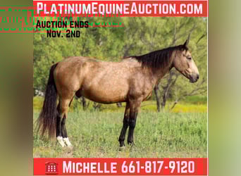 Mustang (americano), Castrone, 10 Anni, 152 cm, Pelle di daino