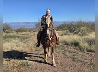 Mustang (americano), Castrone, 11 Anni, 152 cm, Sauro ciliegia