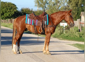 Mustang (americano), Castrone, 11 Anni, 155 cm, Sauro ciliegia
